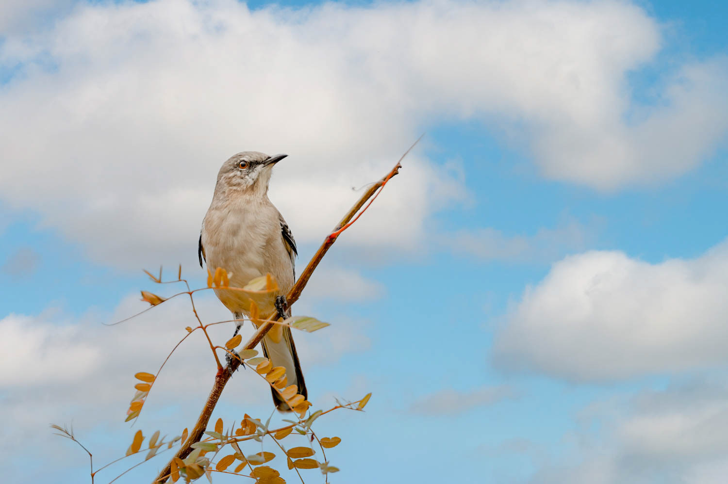 Northern Mockingbird