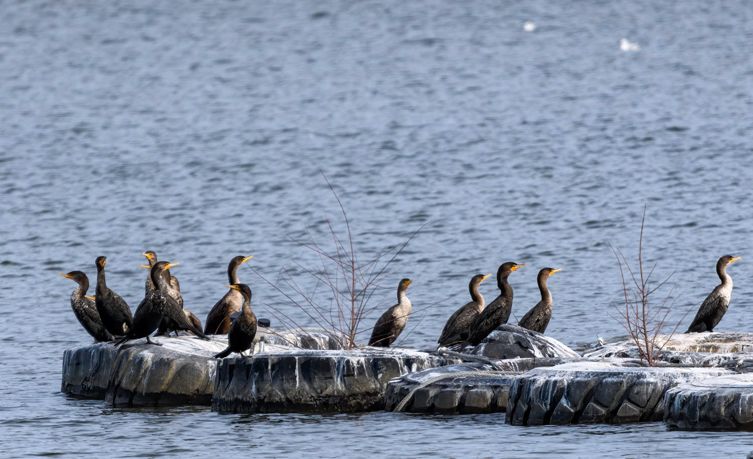 Double-crested Cormorant
