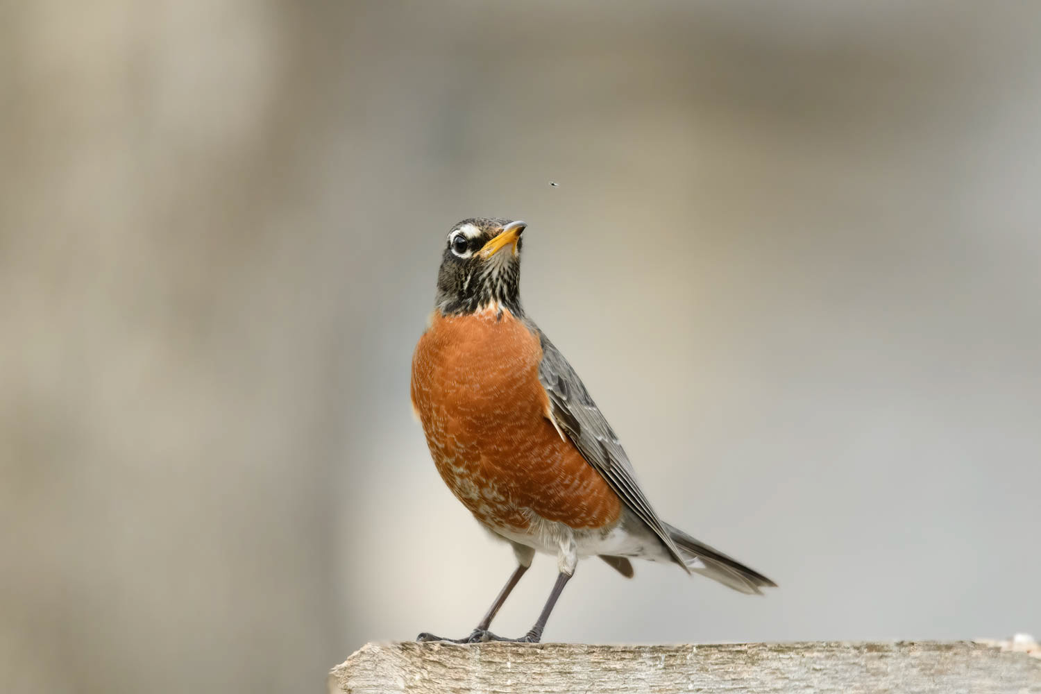 American Robin