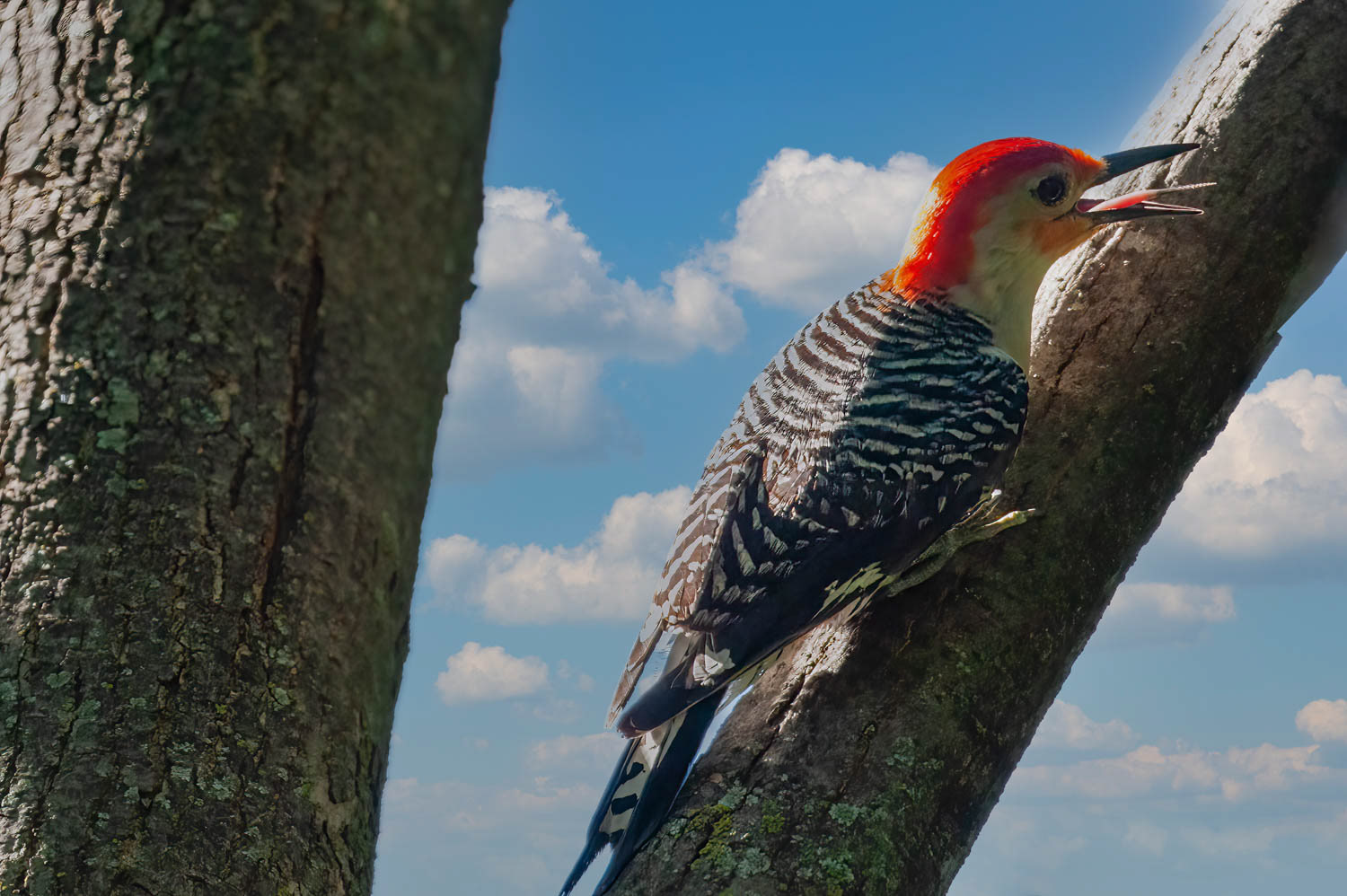 Red-bellied Woodpecker