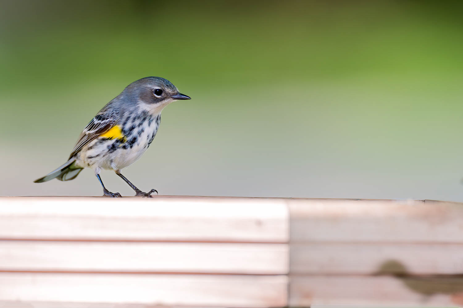 Yellow-rumped Warbler