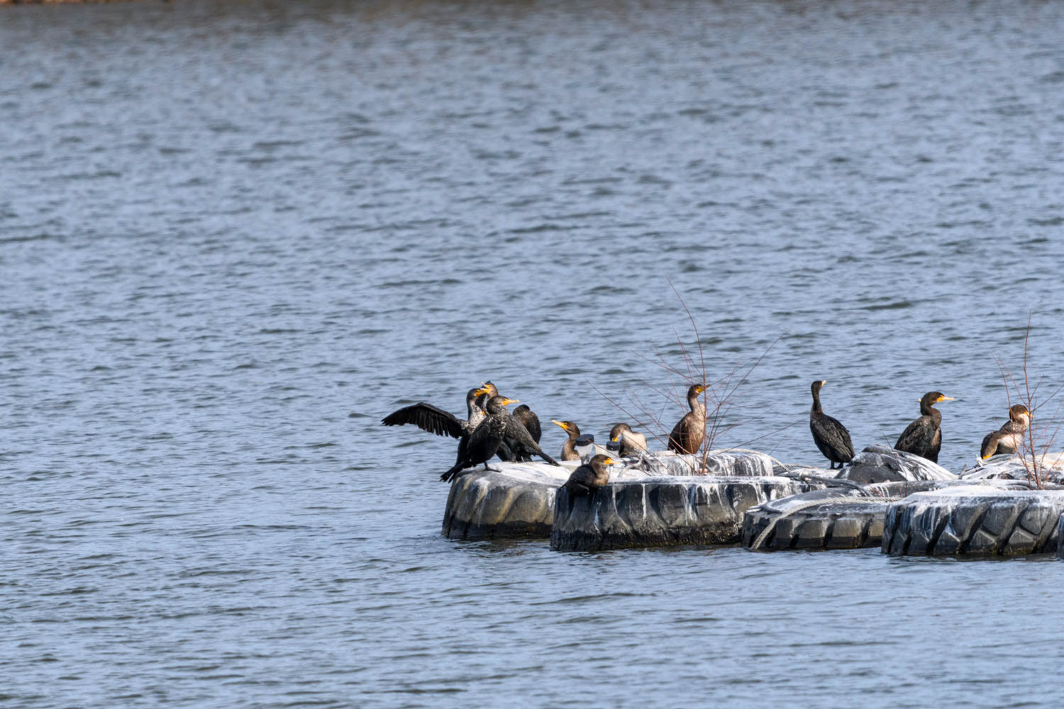 Double-crested Cormorant