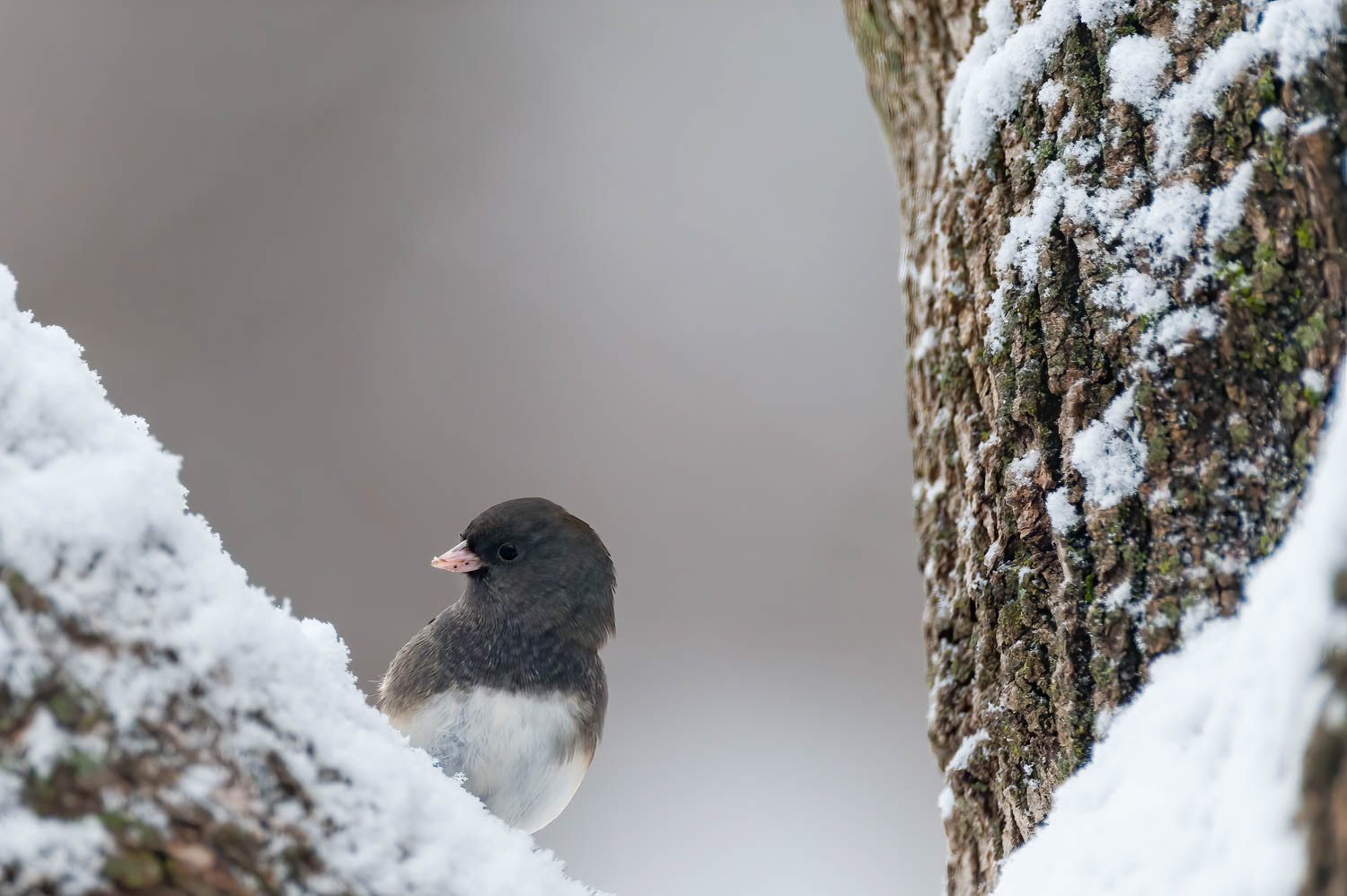 Oregon Junco