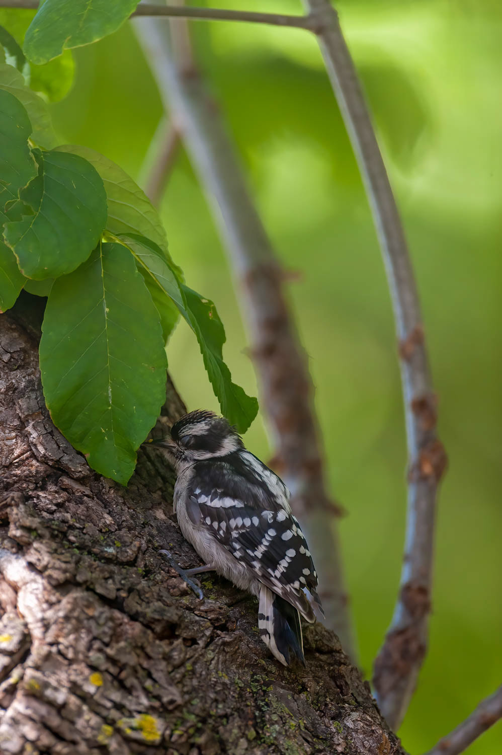 Downy Woodpeclers - Juvenile