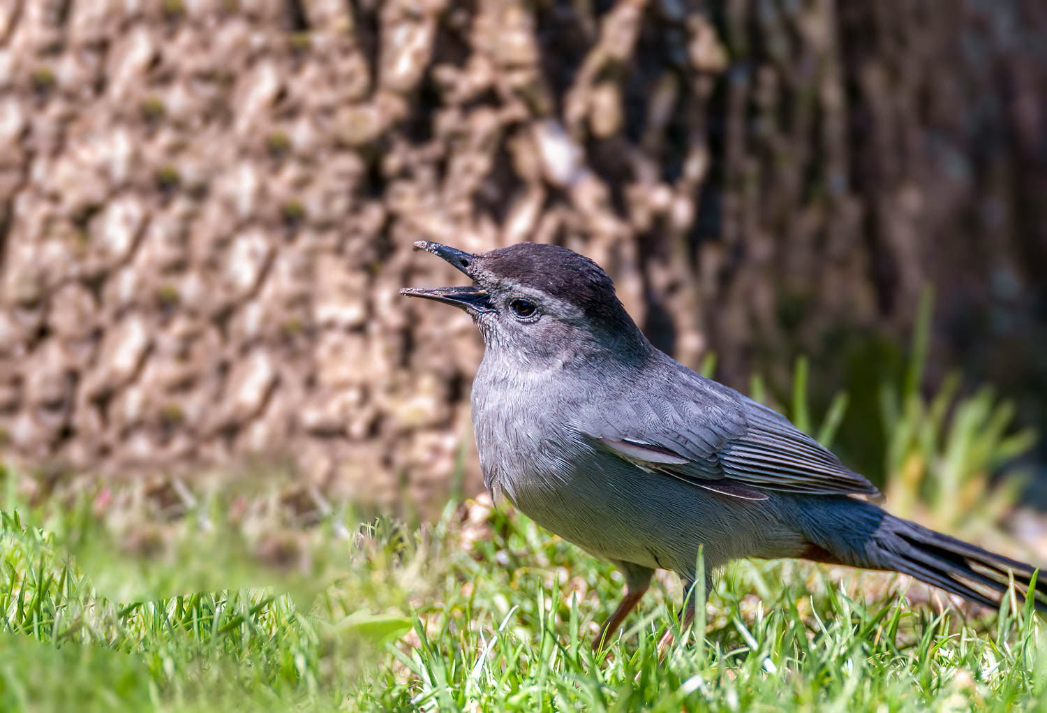 Gray Catbird