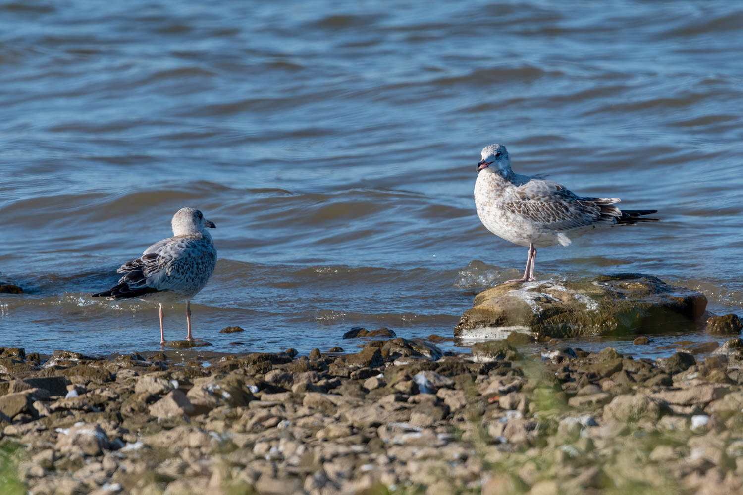 Ring-billed Gullds
