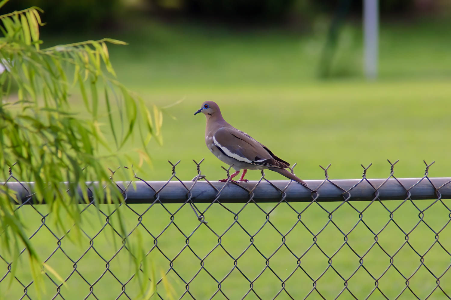 White - winged Dove