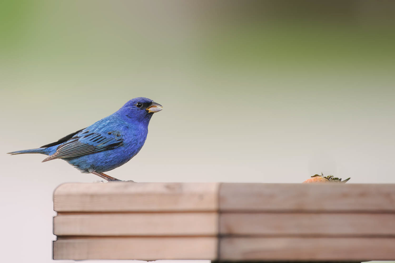 Indigo Bunting-Male