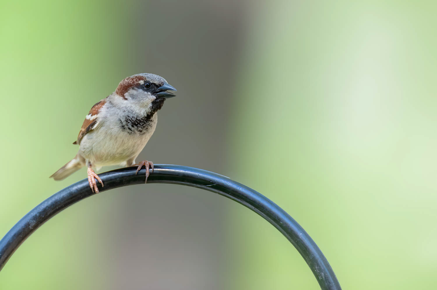 House Sparrow