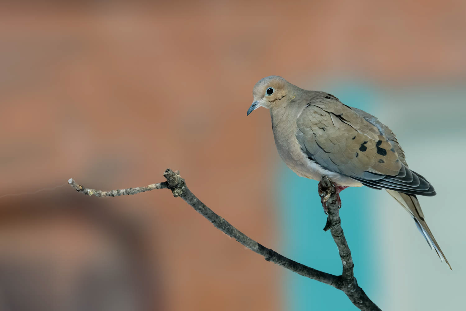 Mourning Dove