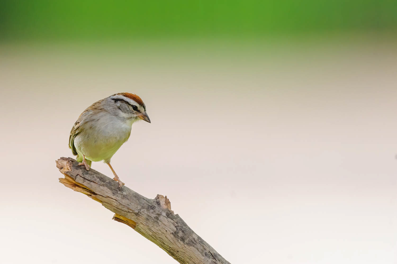 Chipping Sparrow