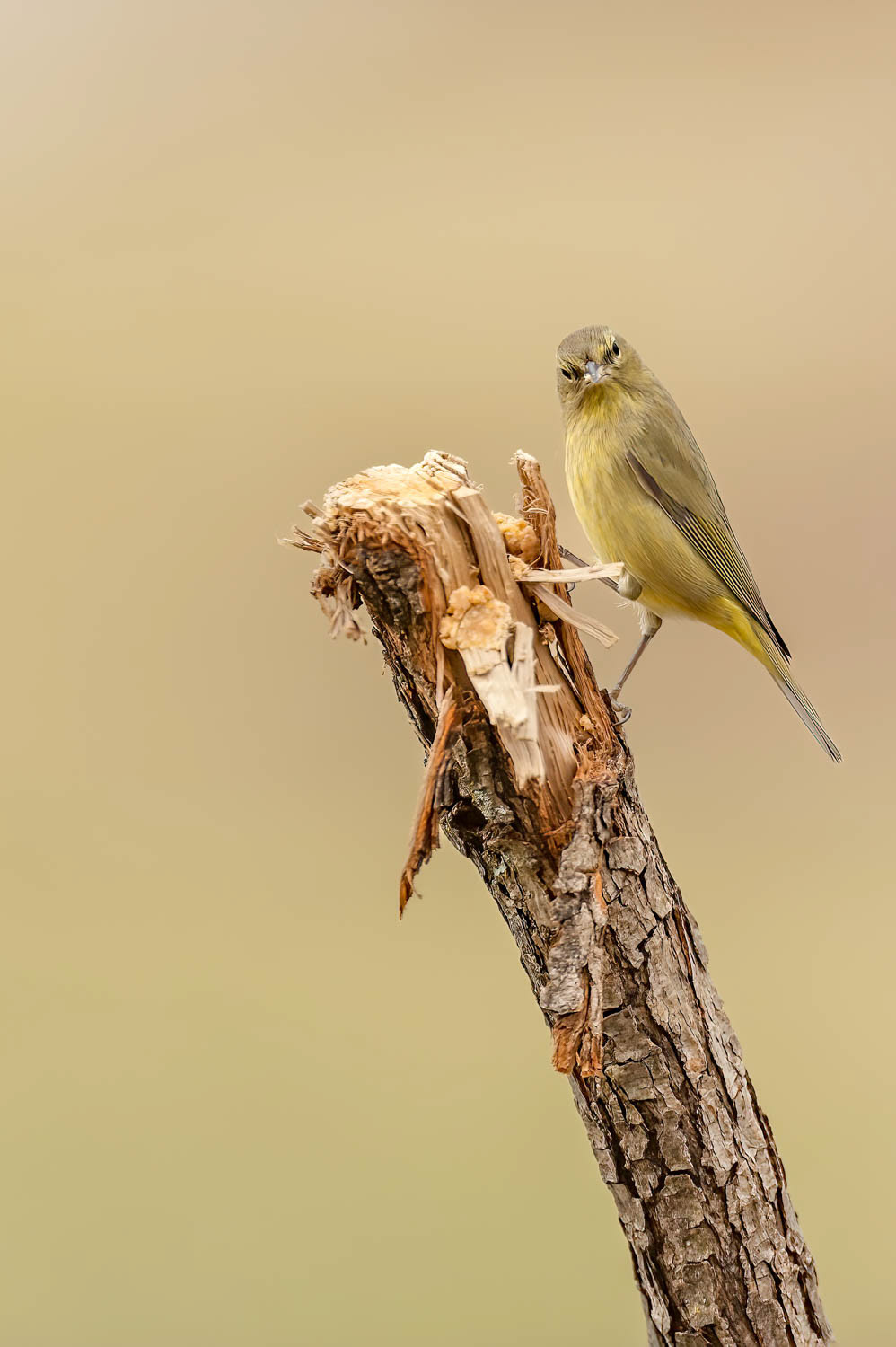 Orange-crowned Warbler