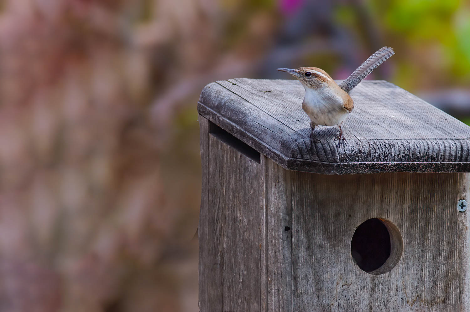 Bewick's Wren