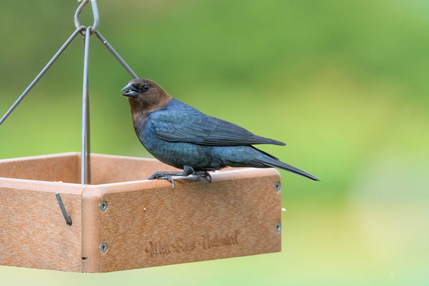 ded Cowbird-Male