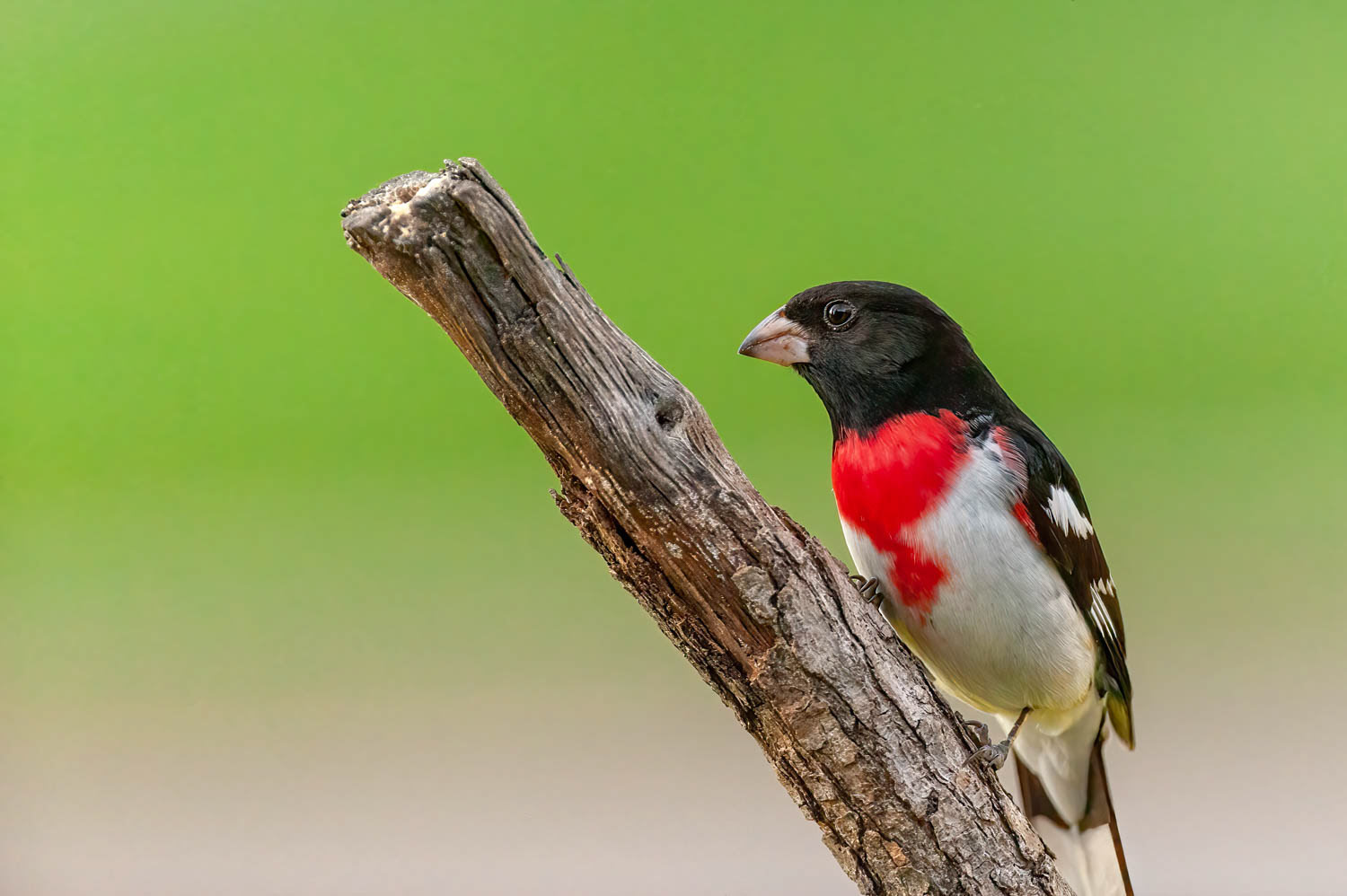 Rose-breasted Grosbeak-Male