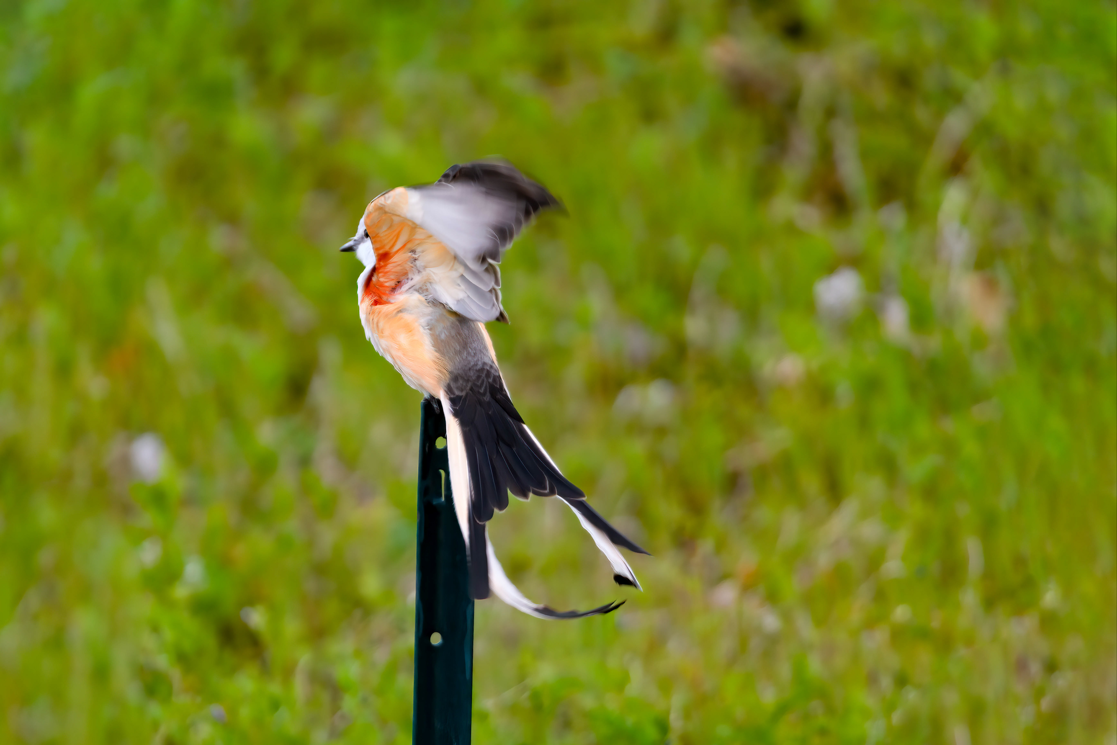 Scissor-tailed flycatcher