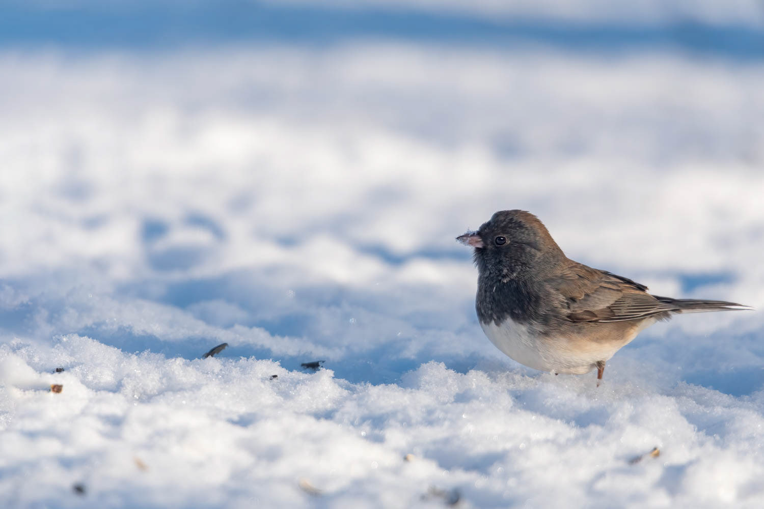 Oregon Junco