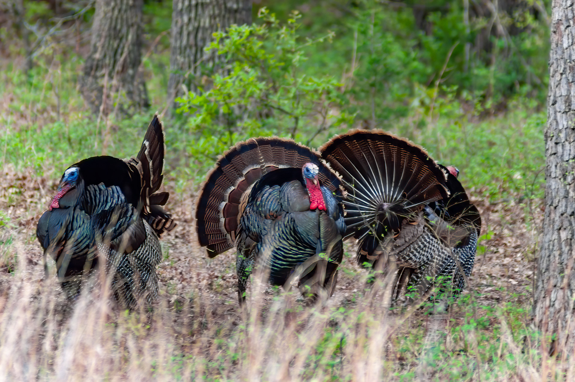 Wild Turkey