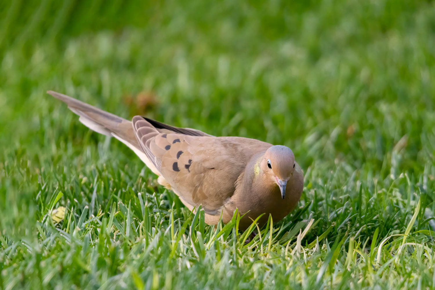 Mourning Dove