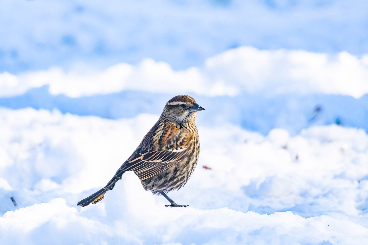 Red-winged Blackbird - Female