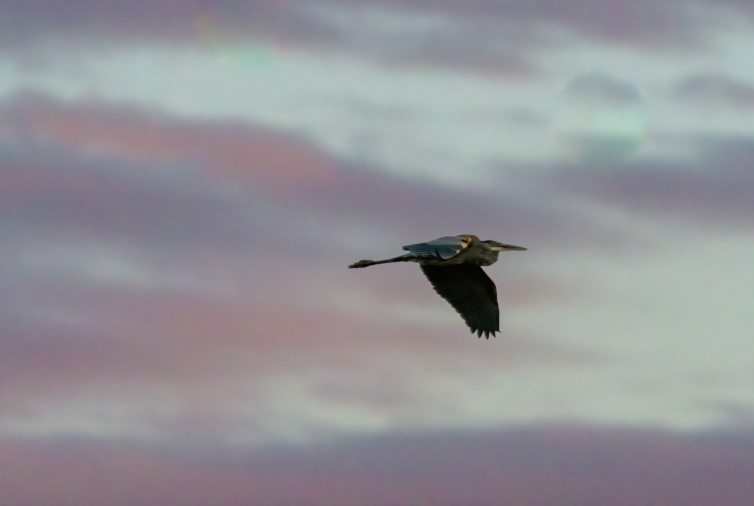 Great Blue Heron