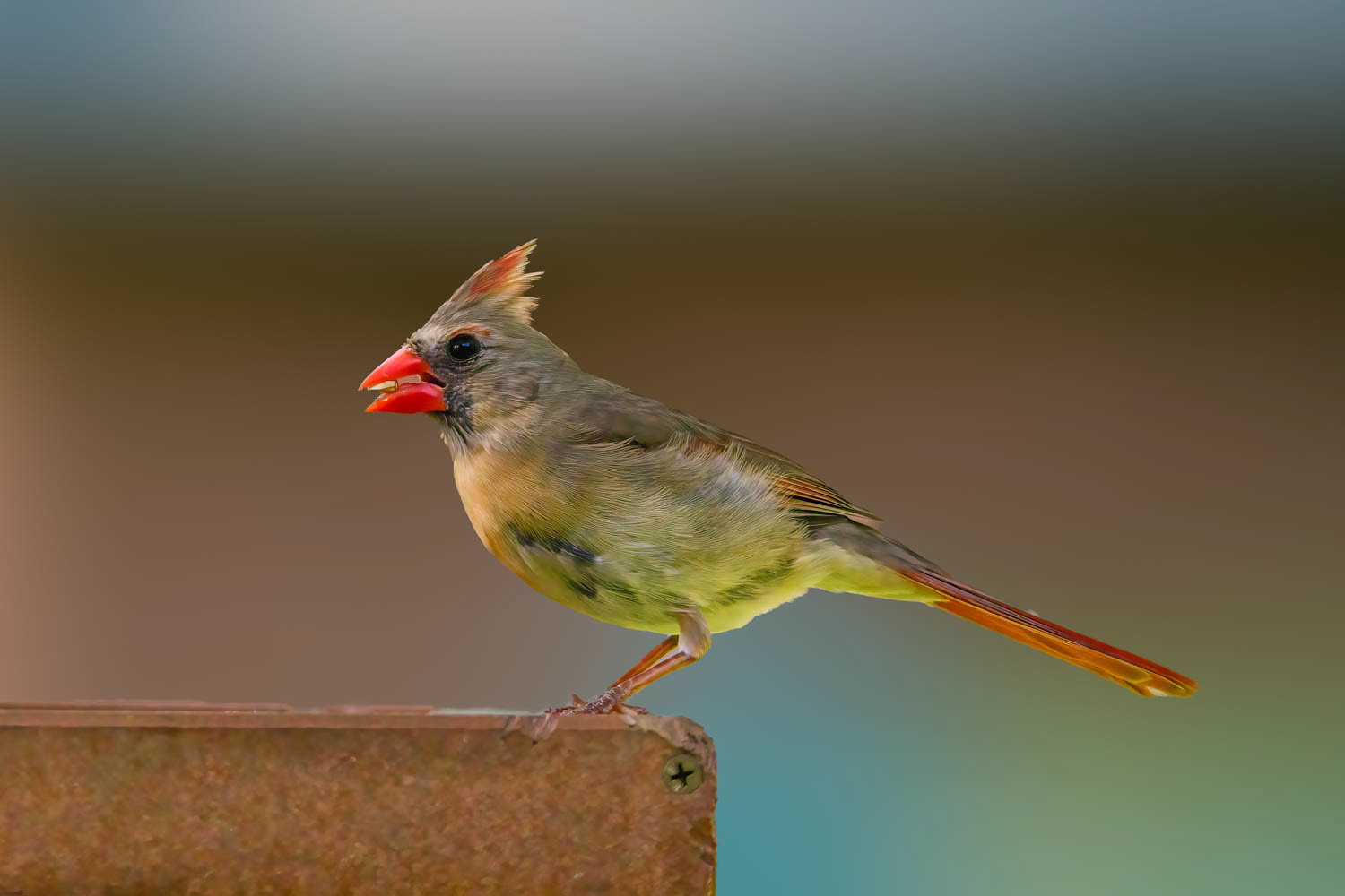 Northern Cardinal - Female