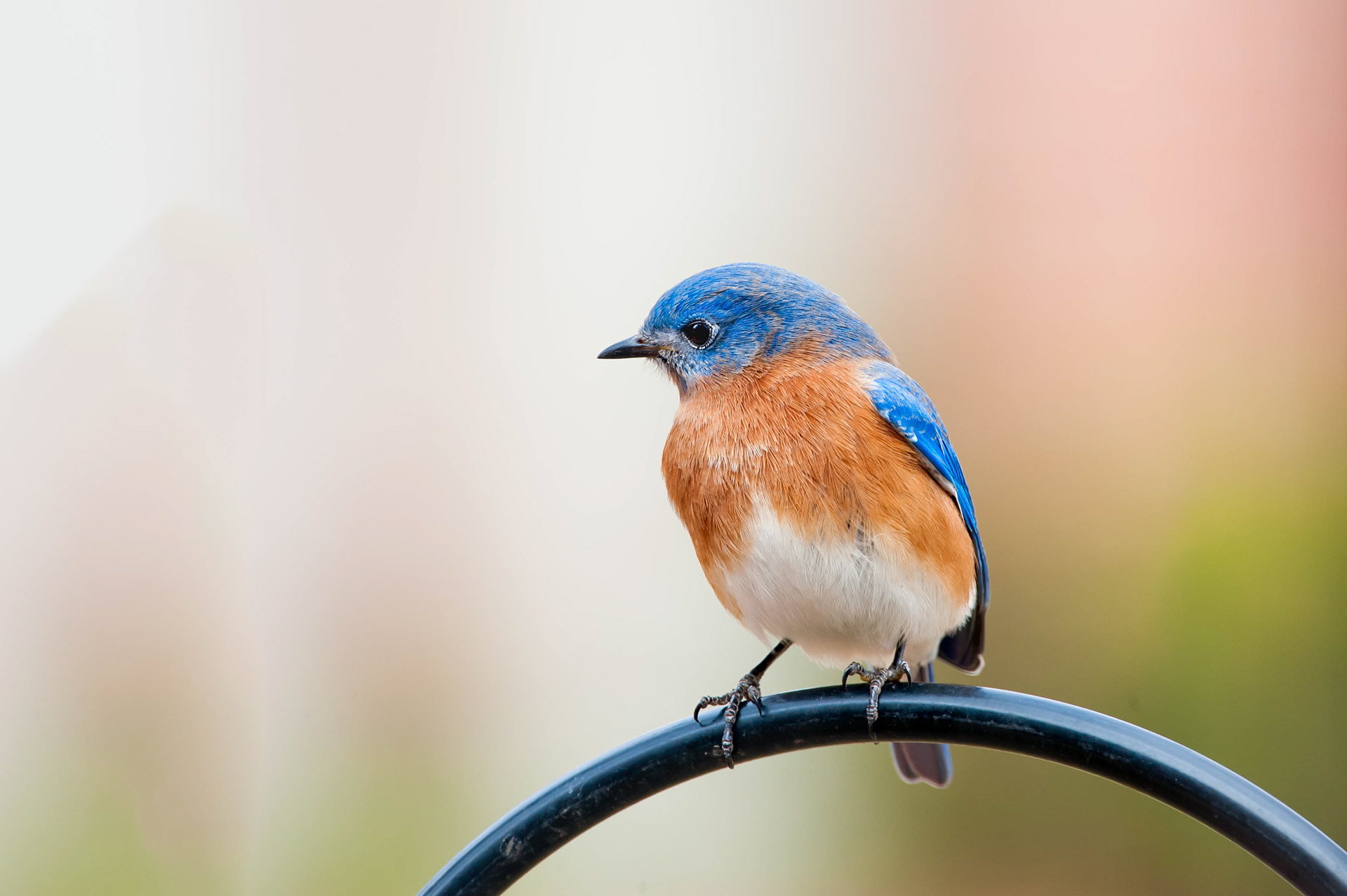 Eastern Bluebird-Male