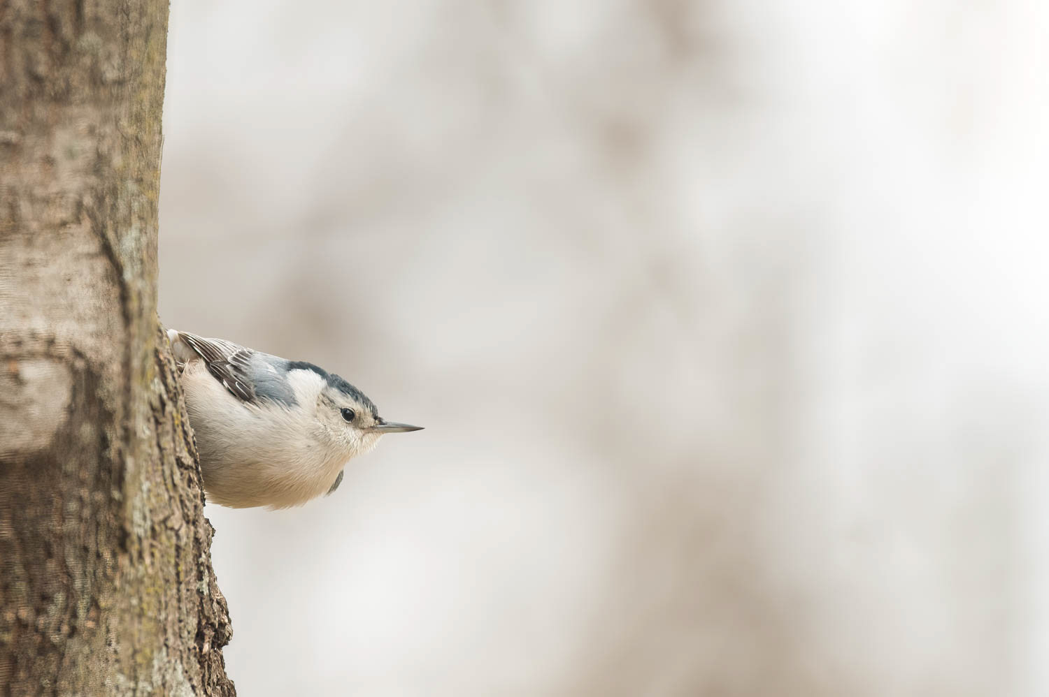 White-breasted Nuthatch