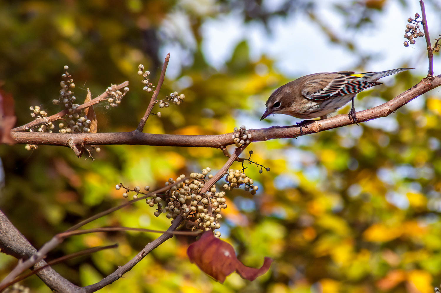Yellow-rumped Warbler