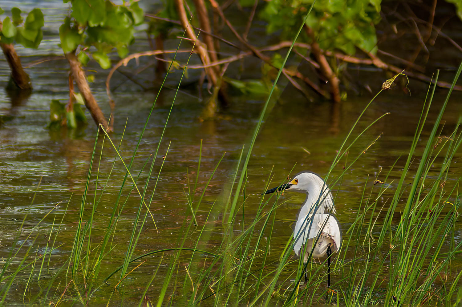 Snowy Egret