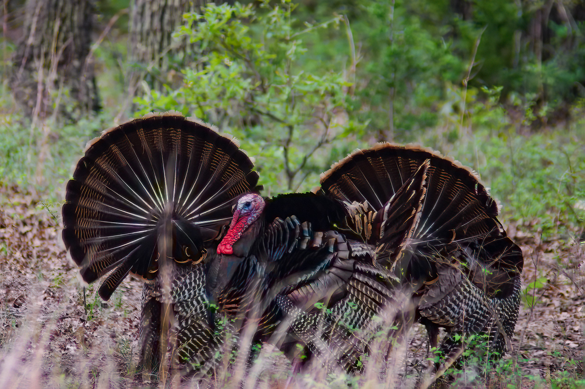 Wild Turkey