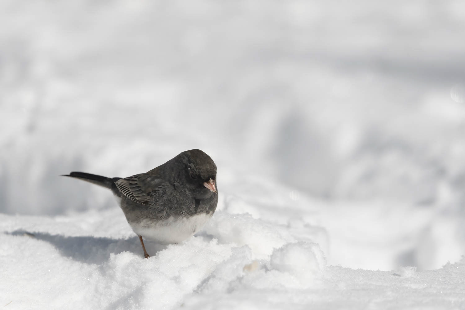 Oregon Junco
