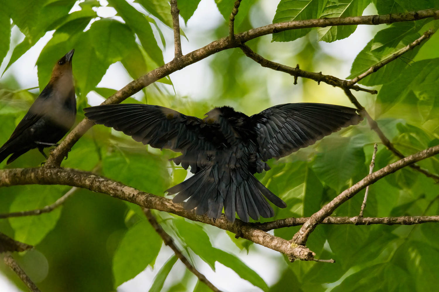 ded Cowbird-Male