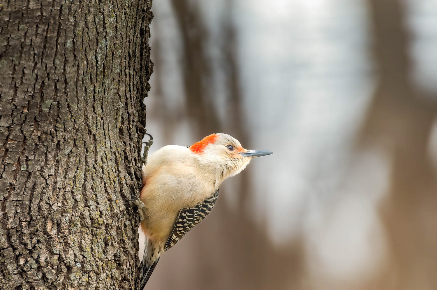 Red-bellied Woodpecker