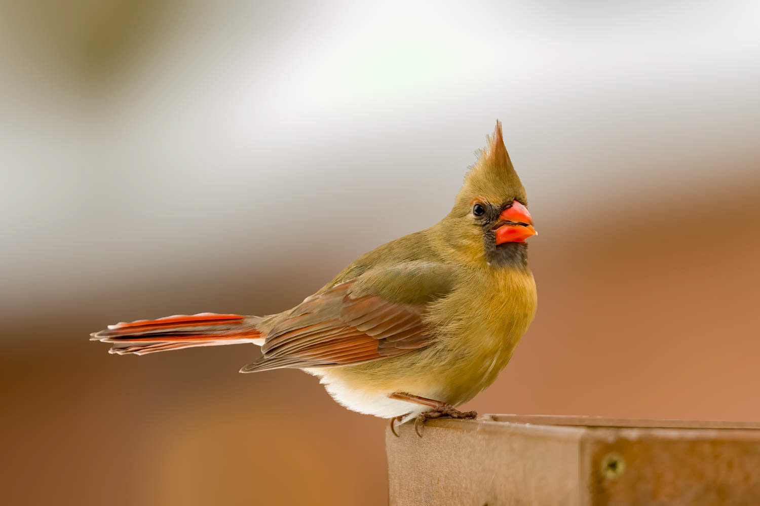 Northern Cardinal - Female