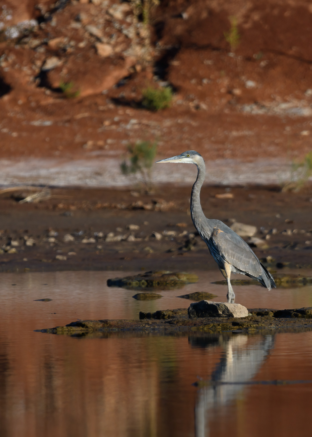 Great Blue Heron