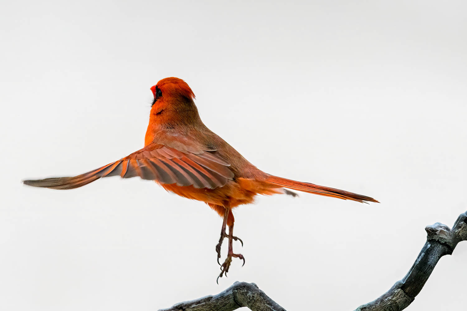 Northern Cardinal-Male