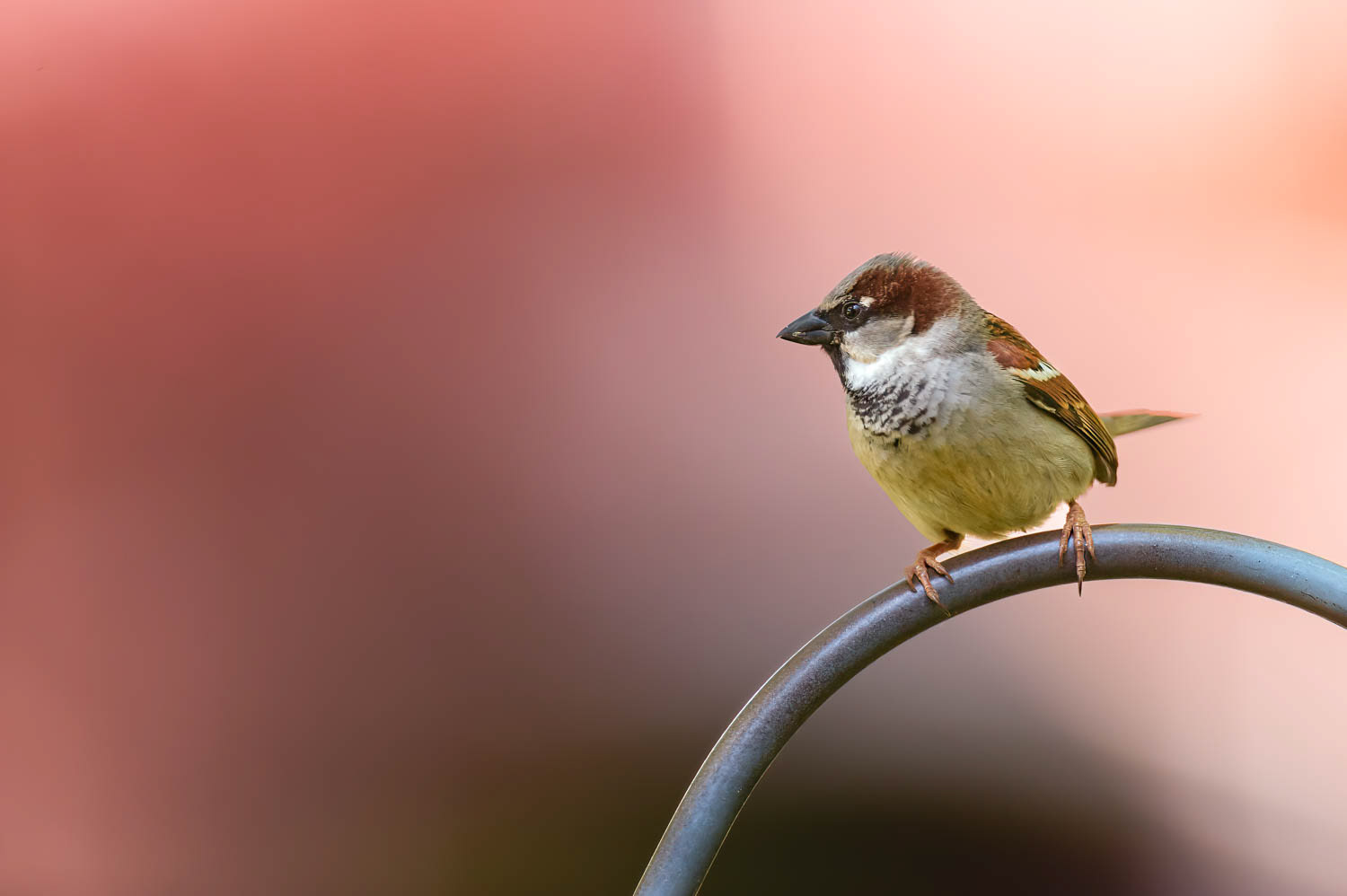 House Sparrow