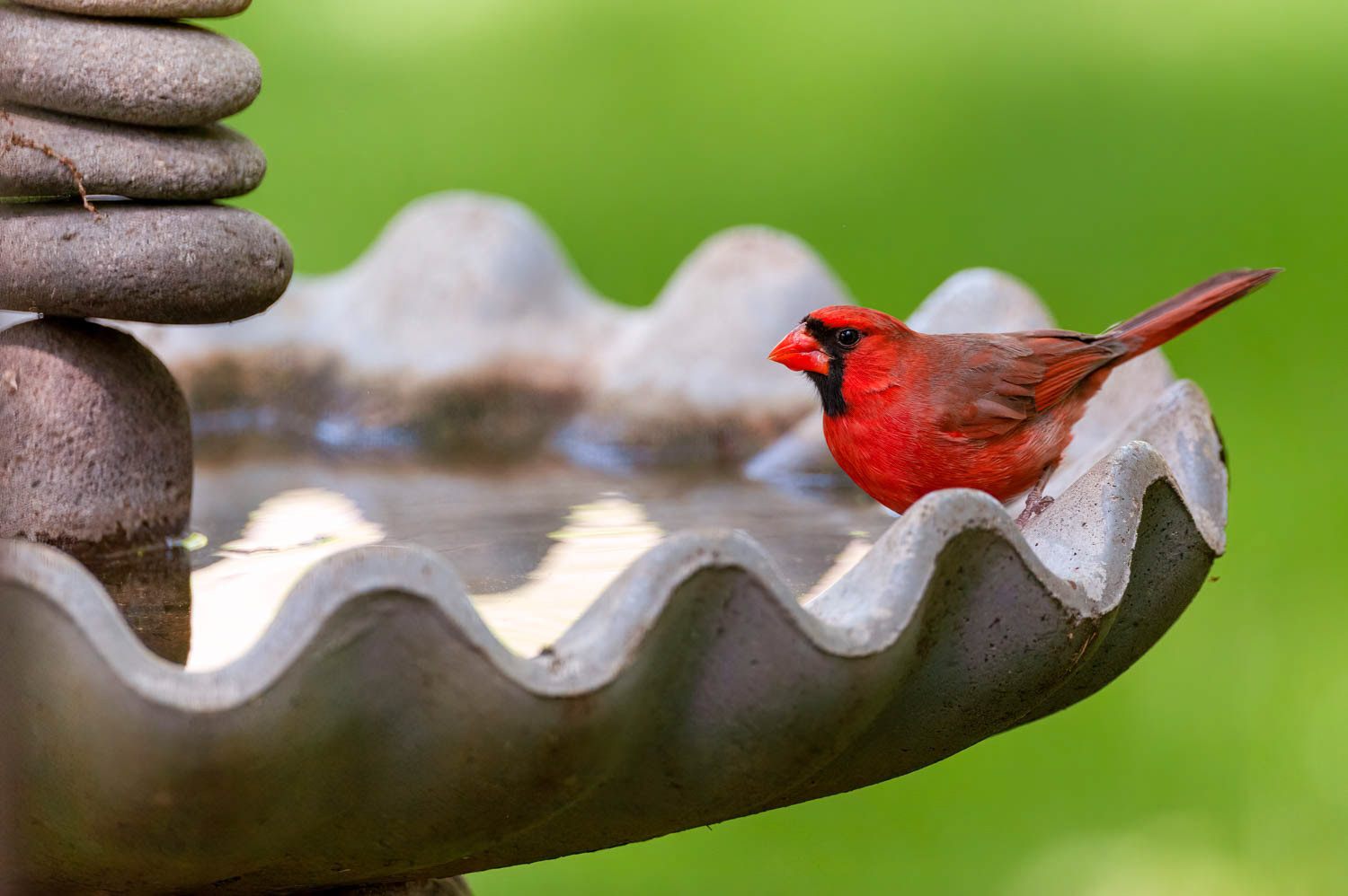 Northern Cardinal - Male