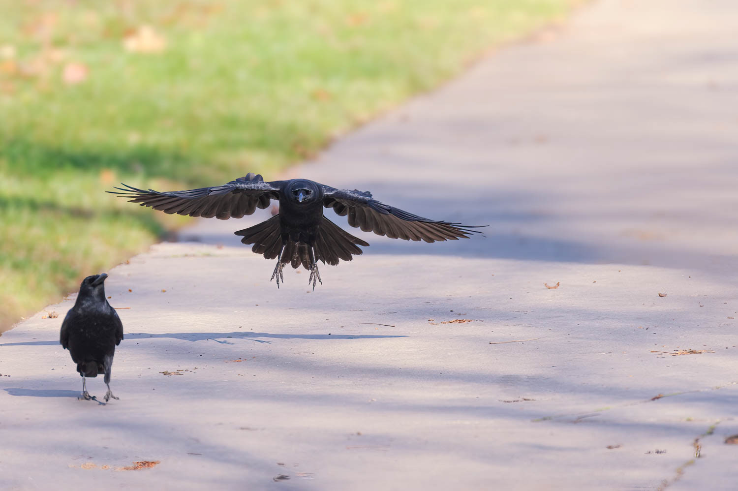 American Crows