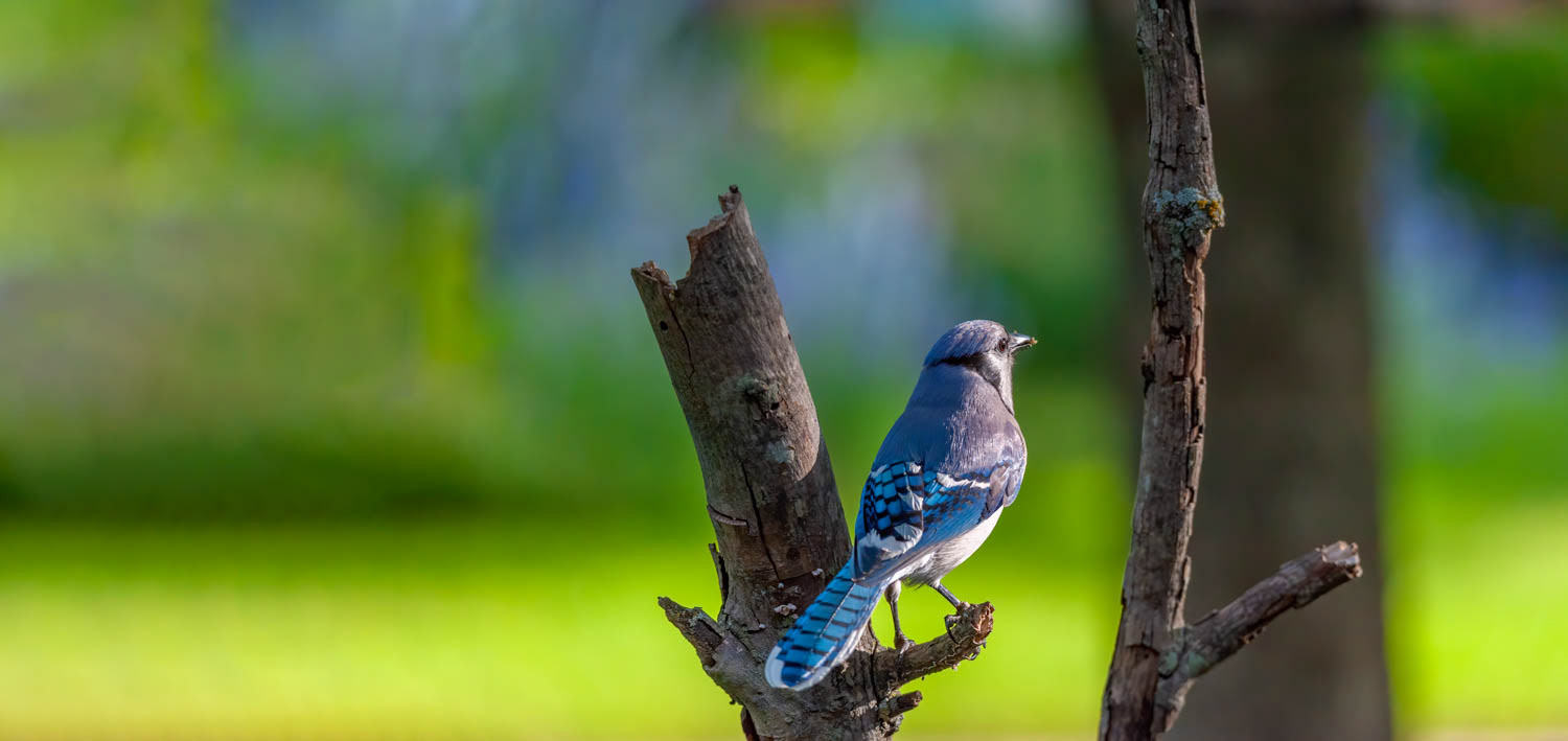 Bluejay