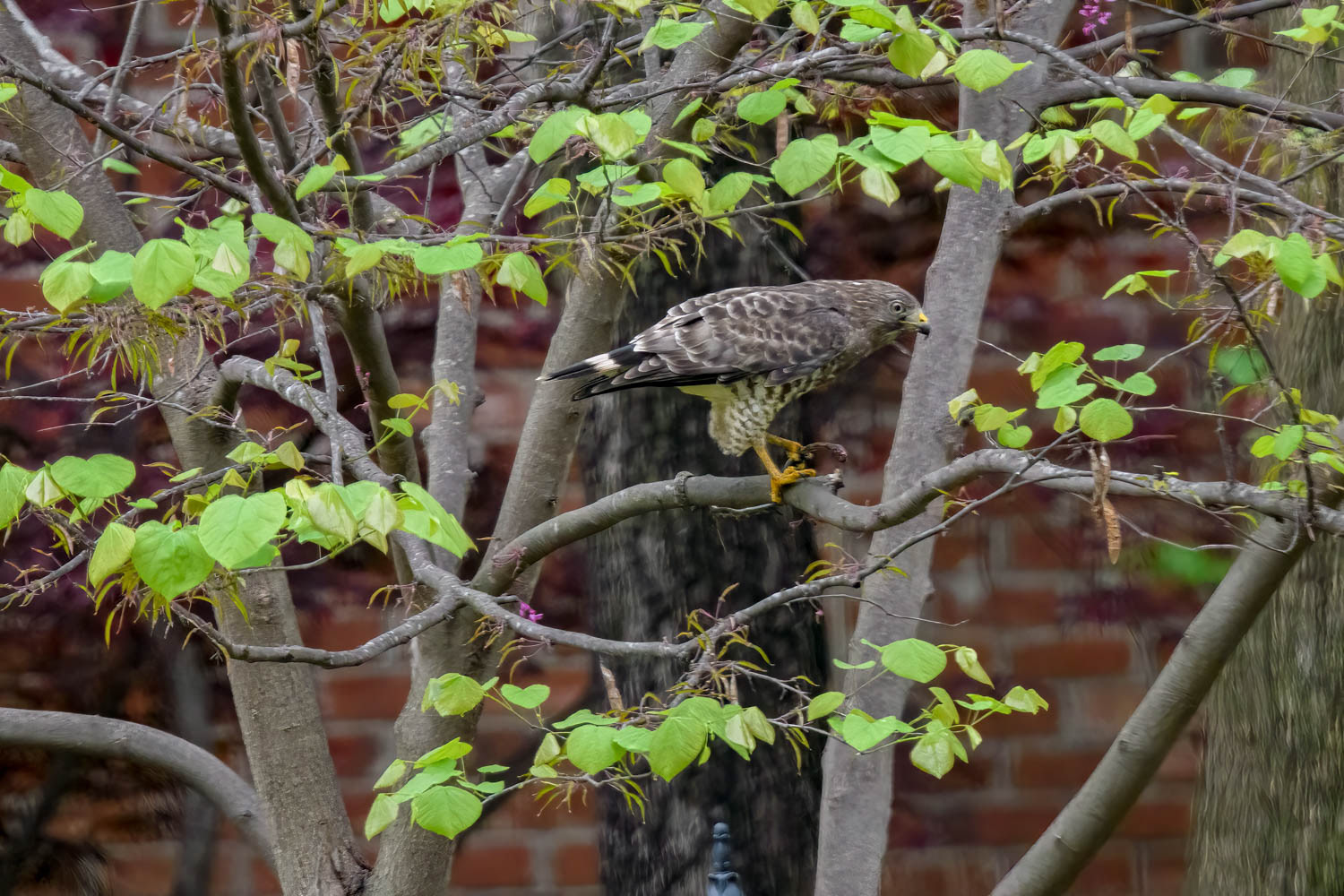 Broad-winged Hawk