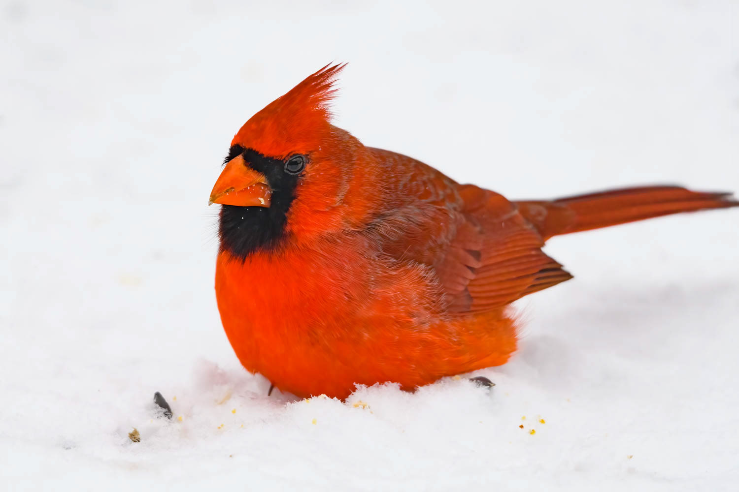 Northern Cardinal - Male