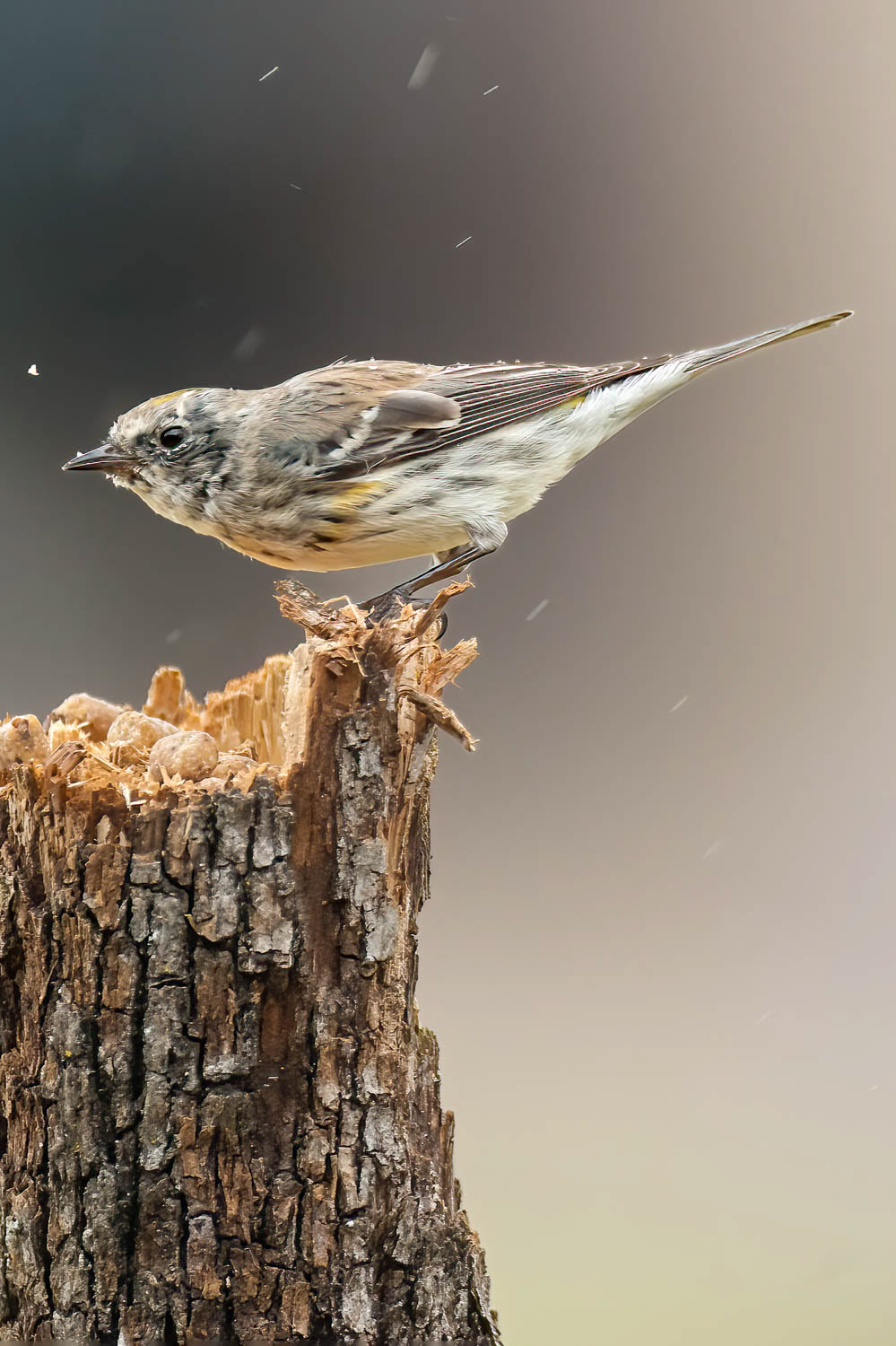 Yellow-rumped Warbler