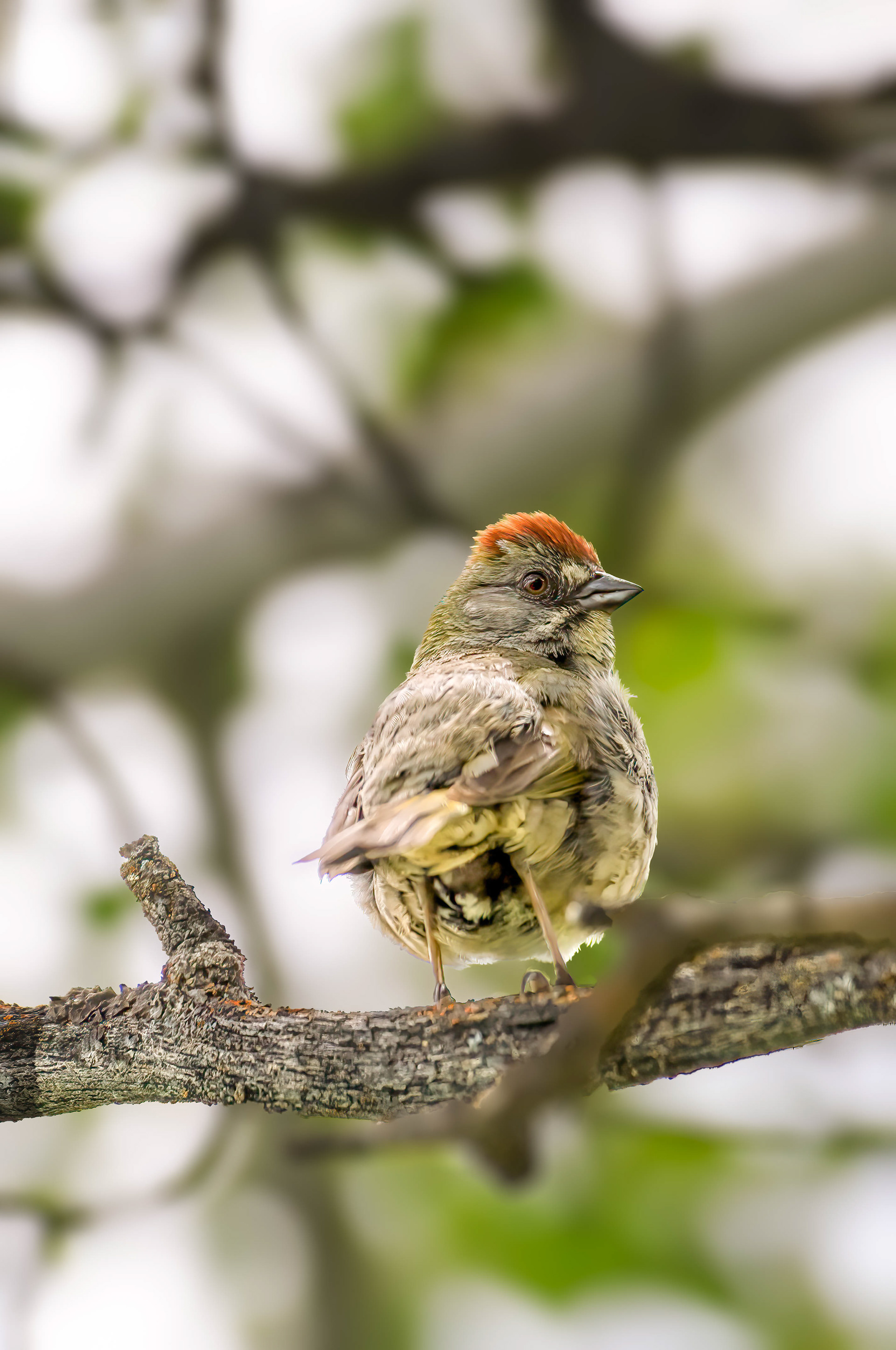 Green-tailed Towhee