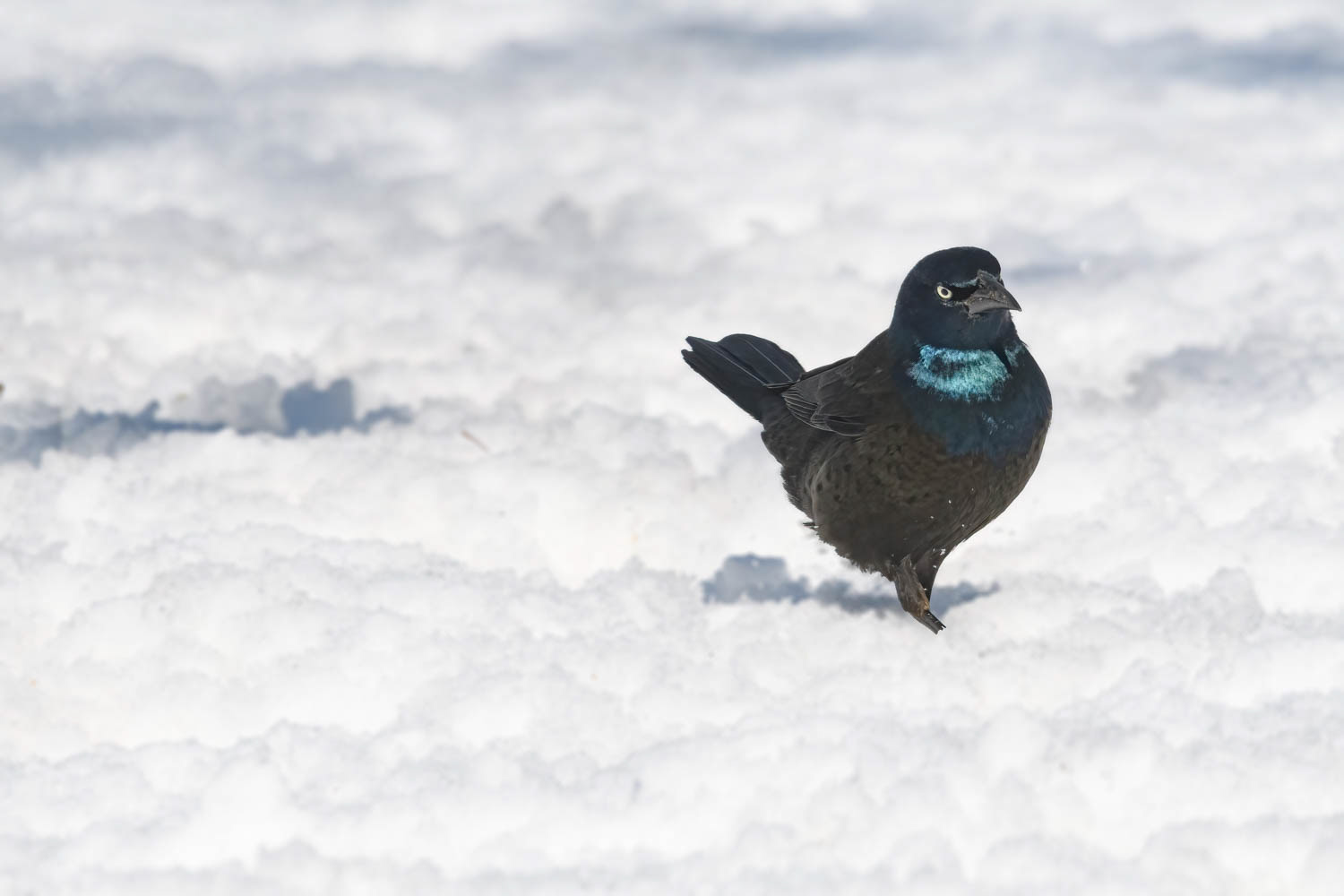 ommon GrackleCommon Grackle