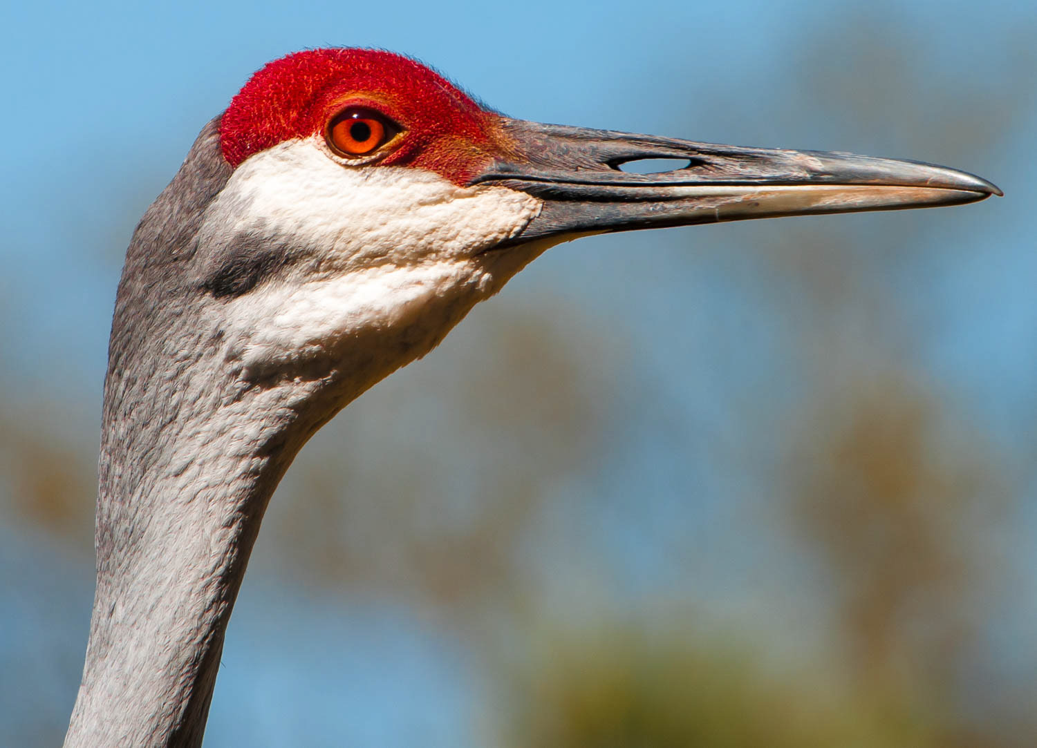 Sandhill Crane