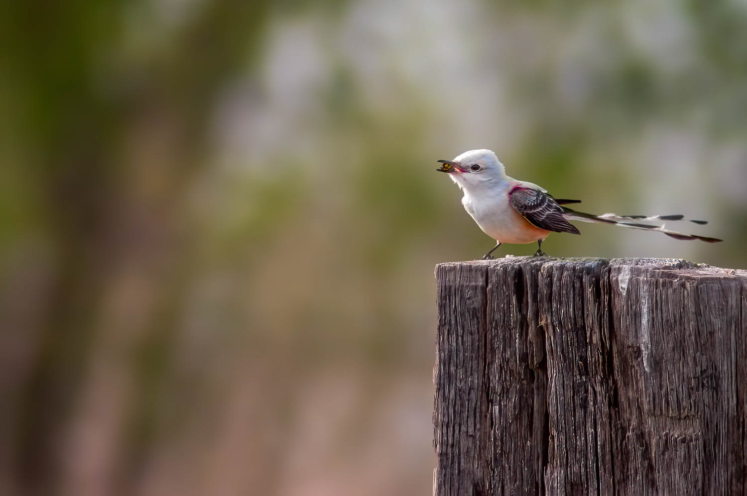 Scissor-tailed Flycatcher