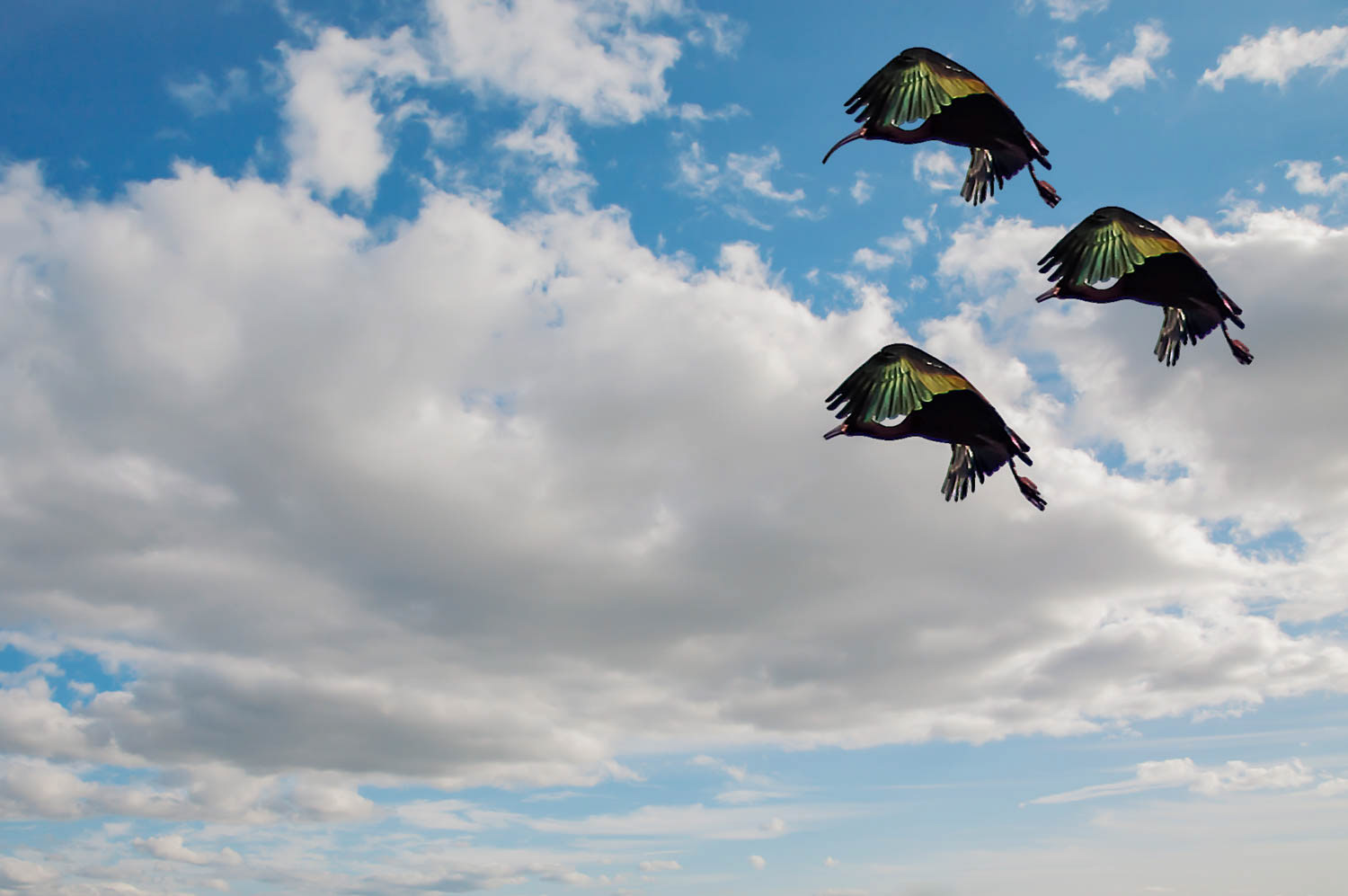 White-faced Ibis