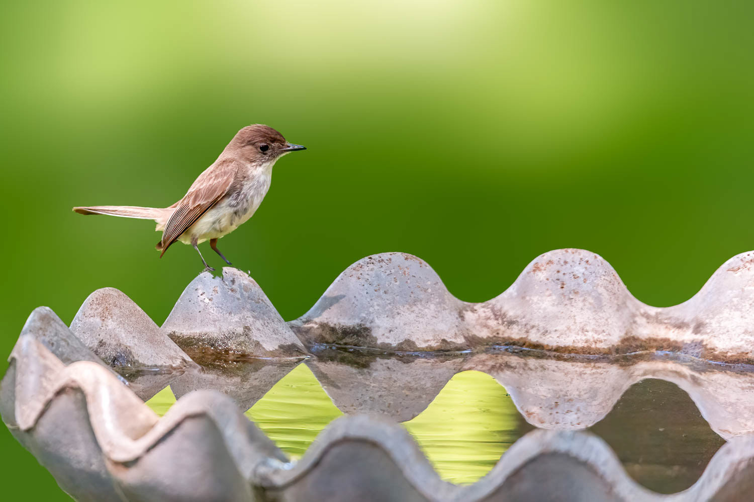 Eastern Wood PeeWee